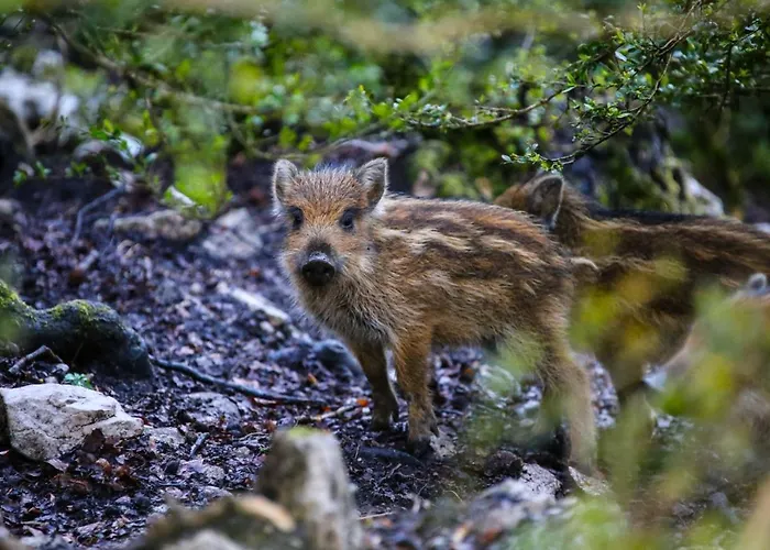Le Refuge Des Marmottes