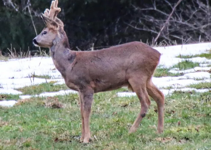 Le Refuge Des Marmottes